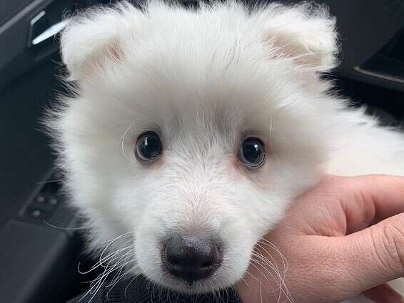 יום הגור הבינלאומי: מביאים כלבלב הביתה! // צילום: ליאור פלג וספיר טל 